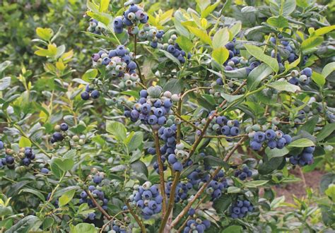 does blueberry grow in kerala